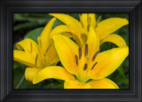 Framed Yellow Daylily Print