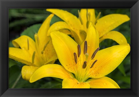 Framed Yellow Daylily Print