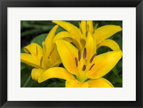 Framed Yellow Daylily Print