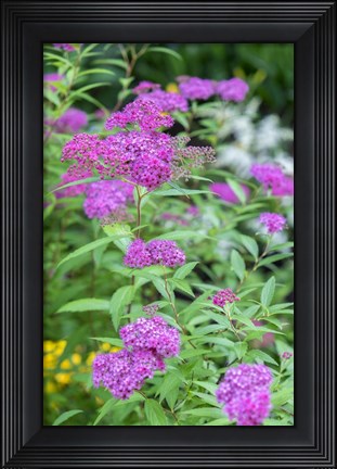 Framed Pink Spirea Bush Print