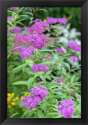 Framed Pink Spirea Bush Print