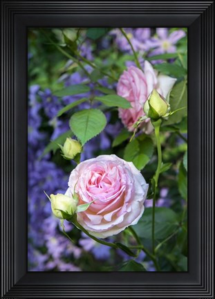 Framed Pink Pierre De Rosard, Eden, Heirloom Roses Print
