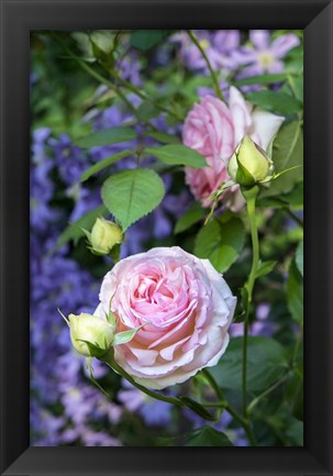 Framed Pink Pierre De Rosard, Eden, Heirloom Roses Print