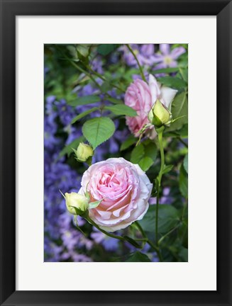 Framed Pink Pierre De Rosard, Eden, Heirloom Roses Print