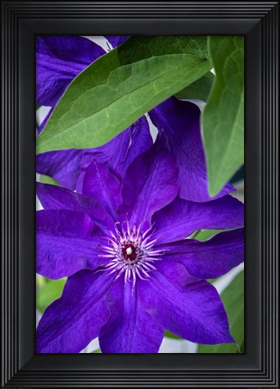 Framed Purple Clematis Print