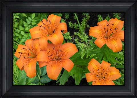 Framed Orange Tiger Lily Print