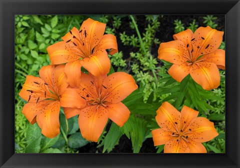 Framed Orange Tiger Lily Print