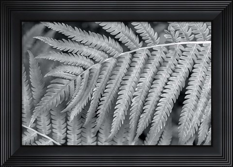 Framed Fern Print