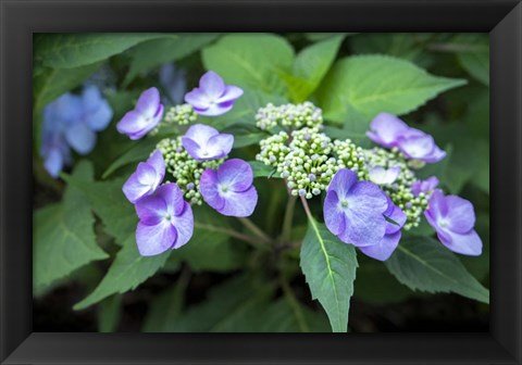 Framed Blue Lacecap Hydrangea Print