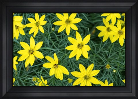 Framed Coreopsis Print
