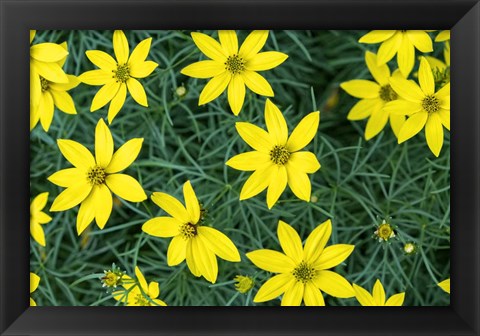 Framed Coreopsis Print