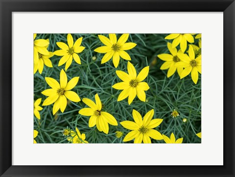 Framed Coreopsis Print