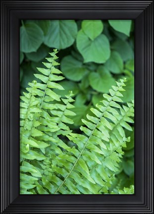 Framed Boston Fern Print