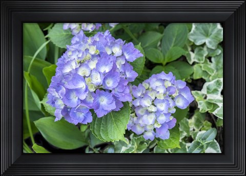 Framed Purple Mophead Hydrangea Print