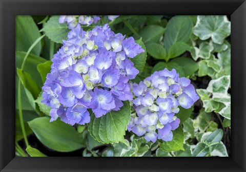 Framed Purple Mophead Hydrangea Print