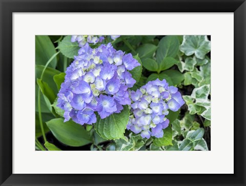 Framed Purple Mophead Hydrangea Print