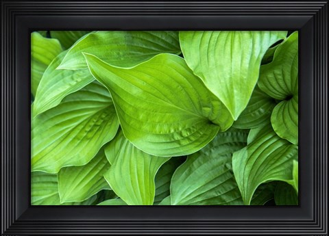 Framed Hosta Plant Print