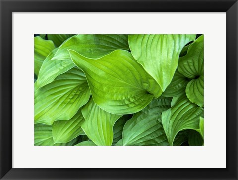 Framed Hosta Plant Print