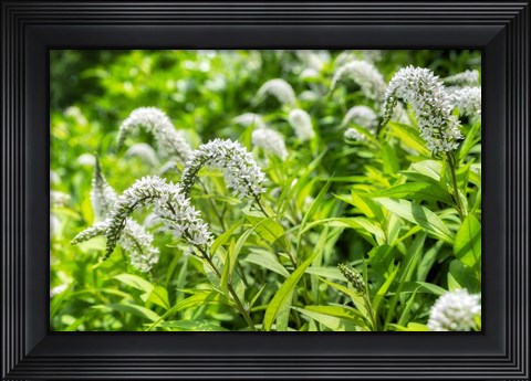 Framed Gooseneck Yellow Loosestrife Print