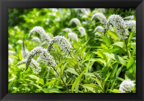 Framed Gooseneck Yellow Loosestrife Print