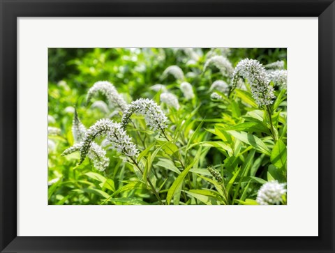 Framed Gooseneck Yellow Loosestrife Print