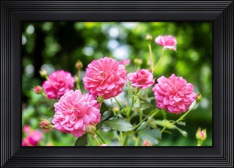 Framed Pink Ever-Blooming Rose Bush Print