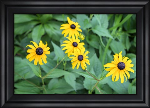Framed Black-Eyed Susan Print