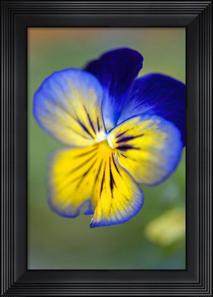 Framed Blue And Yellow Pansy Print