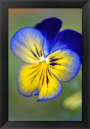 Framed Blue And Yellow Pansy Print