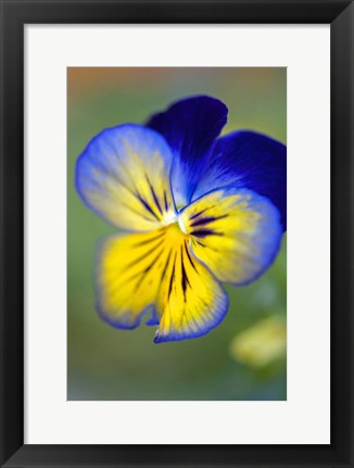 Framed Blue And Yellow Pansy Print