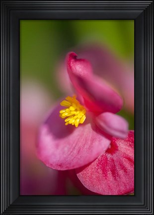 Framed Pink Begonia Print