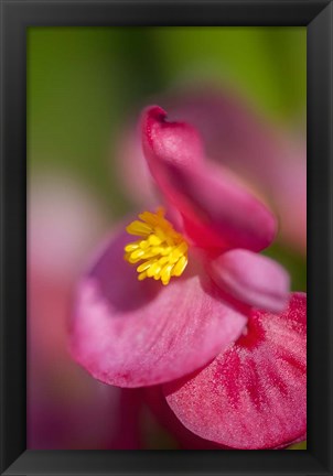 Framed Pink Begonia Print