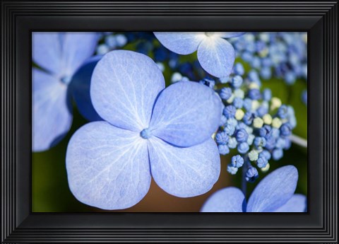 Framed Blue Lacecap Hydrangea Print