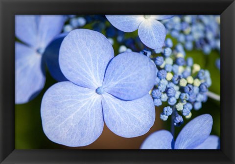 Framed Blue Lacecap Hydrangea Print