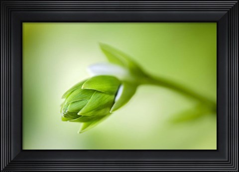 Framed Hosta Flower Bud Print