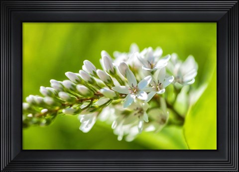 Framed Gooseneck Yellow Loosestrife Print