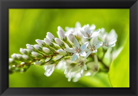 Framed Gooseneck Yellow Loosestrife Print