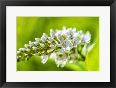 Framed Gooseneck Yellow Loosestrife Print