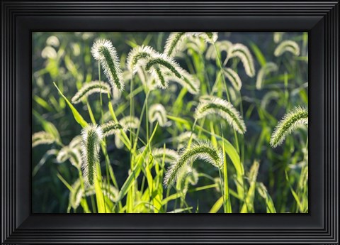 Framed Plumes Of Grass Rimmed In Light Print