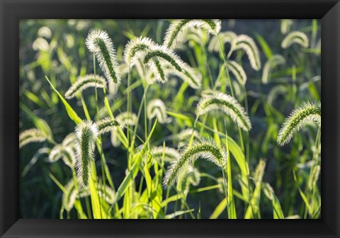 Framed Plumes Of Grass Rimmed In Light Print