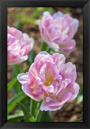 Framed Pink Double Tulips Print