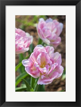 Framed Pink Double Tulips Print