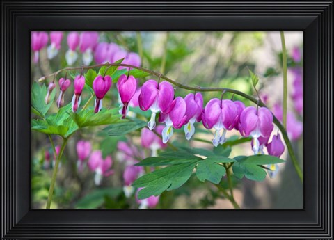 Framed Bleeding Heart Print