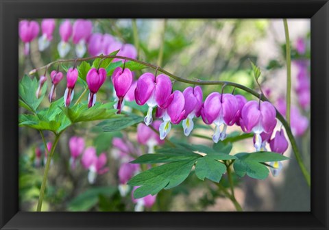 Framed Bleeding Heart Print