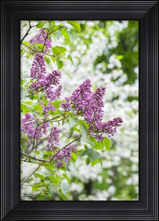 Framed Budding Lilac Bush Print