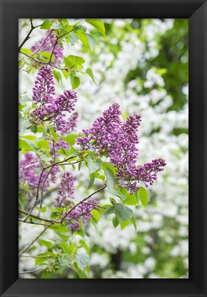 Framed Budding Lilac Bush Print