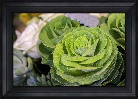 Framed Ornamental Cabbage In A Flower Arrangement Print