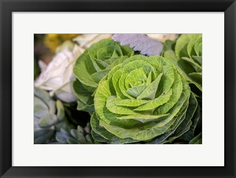 Framed Ornamental Cabbage In A Flower Arrangement Print