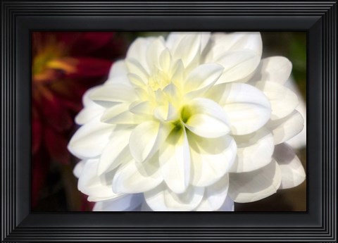 Framed White Dahlia Print