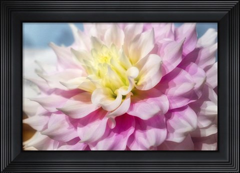 Framed Pink And White Dahlia, Gitts Perfection Print